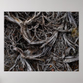 Tree Roots Poster (Vorne)
