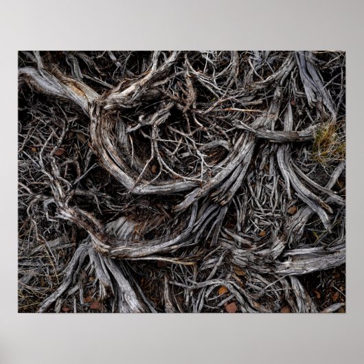 Tree Roots Poster (Vorne)