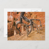 Tree Roots Postkarte (Vorne/Hinten)