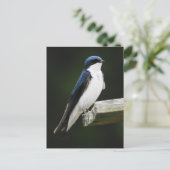 Tree Schlucken Postkarte (Stehend Vorderseite)