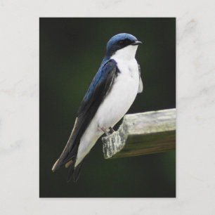 Tree Schlucken Postkarte