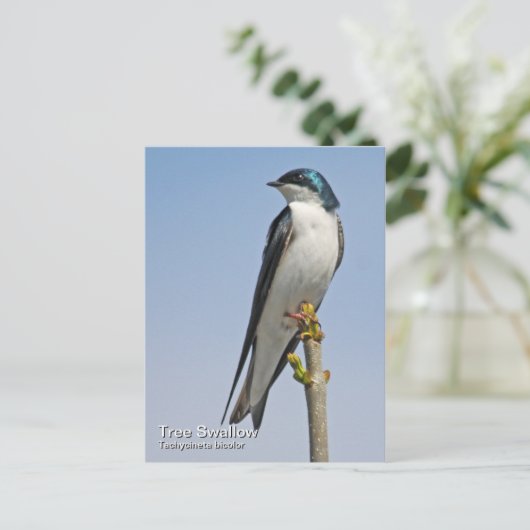 Tree Schlucken Postkarte (Stehend Vorderseite)