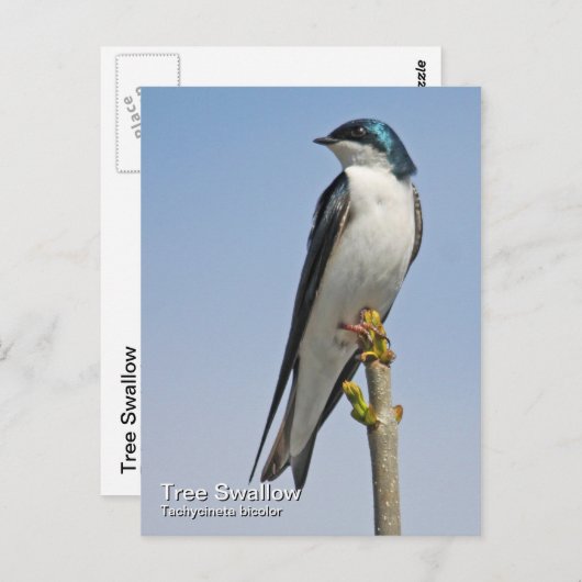 Tree Schlucken Postkarte (Vorne/Hinten)