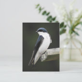 Tree Schlucken Postkarte (Stehend Vorderseite)