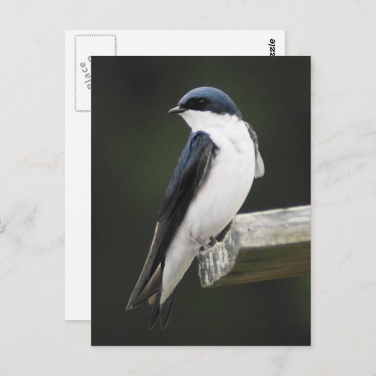 Tree Schlucken Postkarte (Vorne/Hinten)