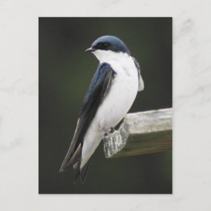 Tree Schlucken Postkarte
