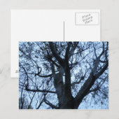 Tree Silhouette Foto Postcard Postkarte (Vorne/Hinten)