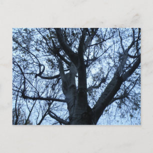 Tree Silhouette Foto Postcard Postkarte