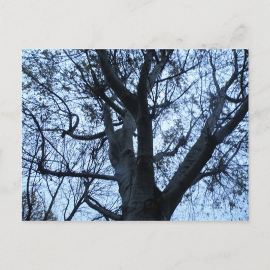 Tree Silhouette Foto Postcard Postkarte (Vorderseite)
