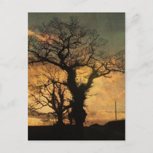 Tree-Silhouette-Foto Postkarte