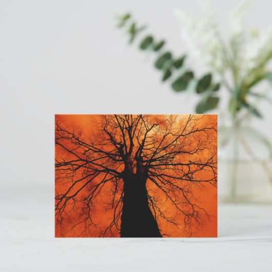 Tree-Silhouette gegen einen Orange Sky Postkarte (Stehend Vorderseite)
