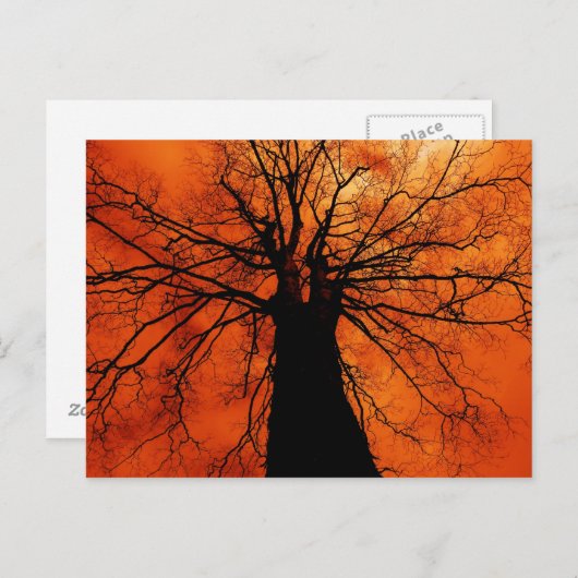 Tree-Silhouette gegen einen Orange Sky Postkarte (Vorne/Hinten)