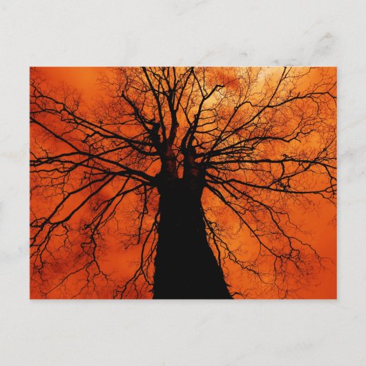 Tree-Silhouette gegen einen Orange Sky Postkarte (Vorderseite)