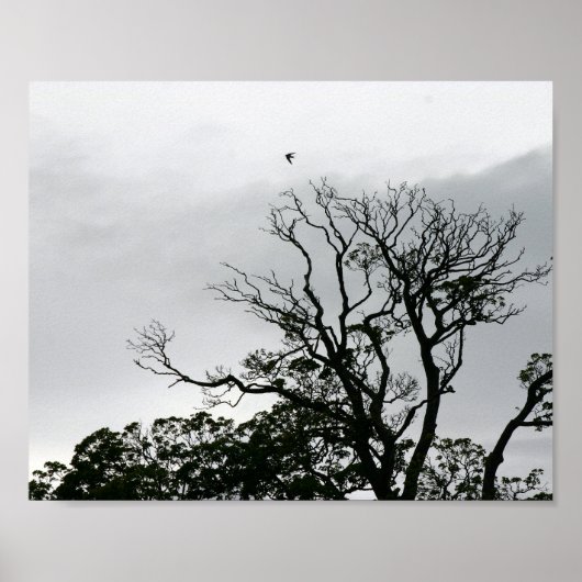 Tree Silhouette Powerscourt Gardens Fotografy Poster (Vorne)