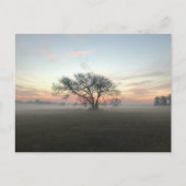 Tree Silhouetted in Misty Field Postkarte (Vorderseite)