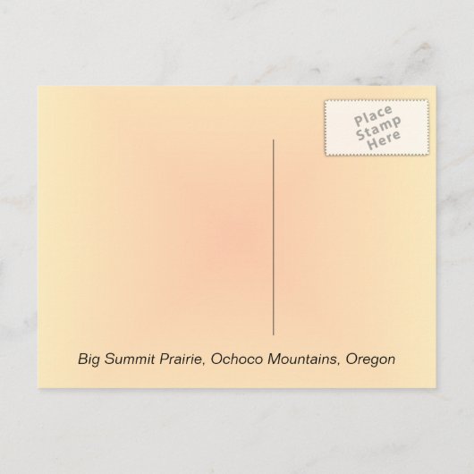 Tree Silhoutte Sunset Postkarten (Rückseite)