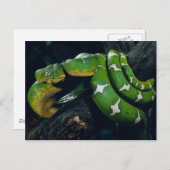 Tree Snake Postkarte (Vorne/Hinten)