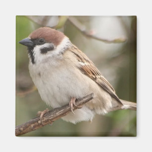 tree_sparrow magnet