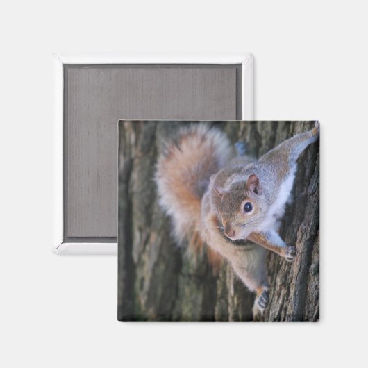 Tree Squirrel Magnet (Vorderseite/Rückseite)