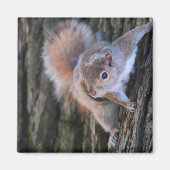 Tree Squirrel Magnet (Vorne)