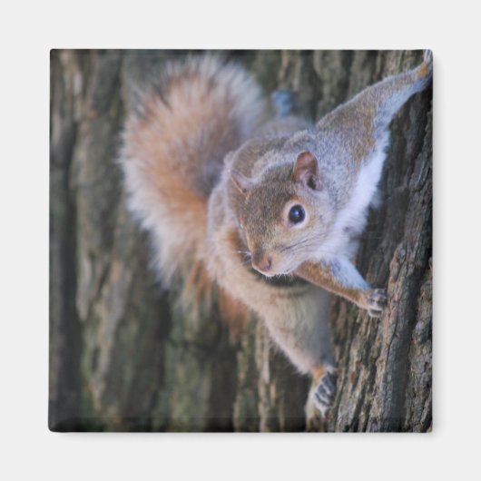 Tree Squirrel Magnet (Vorne)