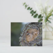 Tree Stump Fotografie Postkarte (Stehend Vorderseite)