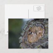 Tree Stump Fotografie Postkarte (Vorne/Hinten)