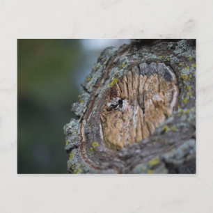 Tree Stump Fotografie Postkarte