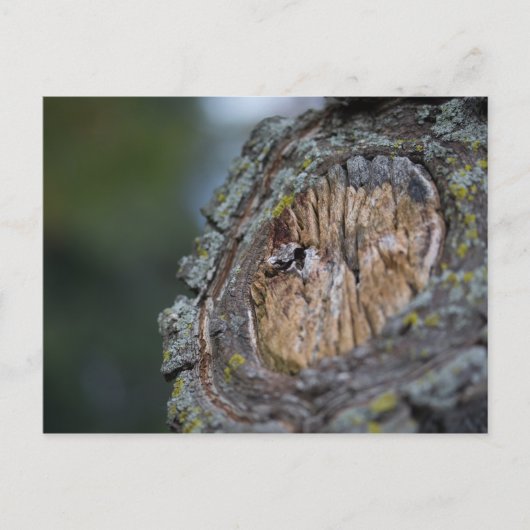 Tree Stump Fotografie Postkarte (Vorderseite)