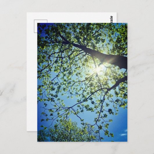 Tree & Sun Postcard Postkarte (Vorne/Hinten)