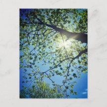 Tree & Sun Postcard