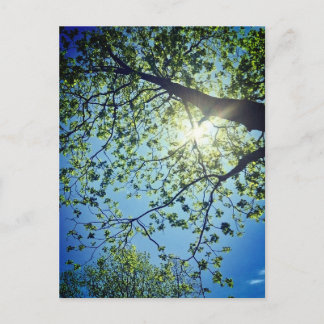 Tree & Sun Postcard Postkarte