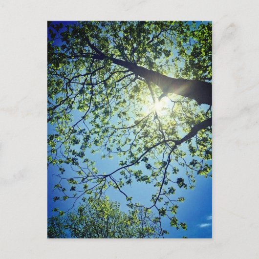 Tree & Sun Postcard Postkarte (Vorderseite)