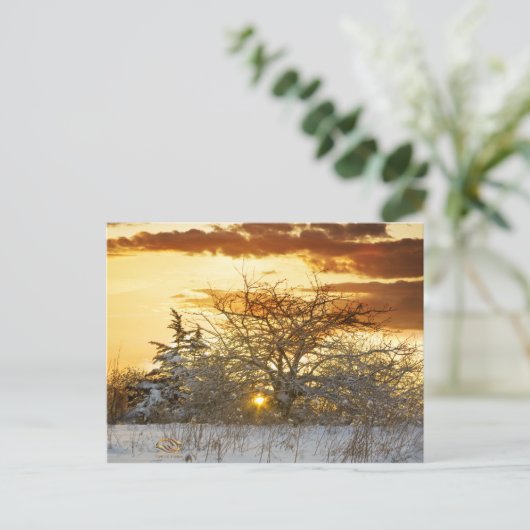 Tree Sunset Winter Vermont Postkarte (Stehend Vorderseite)