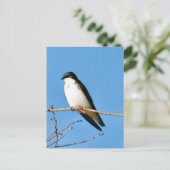 Tree Swallow Bird Foto Postkarte (Stehend Vorderseite)