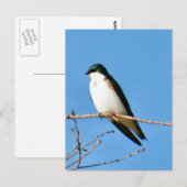 Tree Swallow Bird Foto Postkarte (Vorne/Hinten)