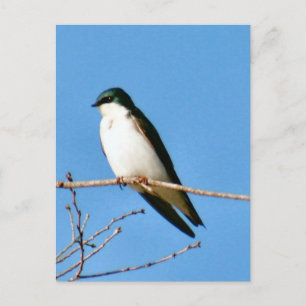 Tree Swallow Bird Foto Postkarte