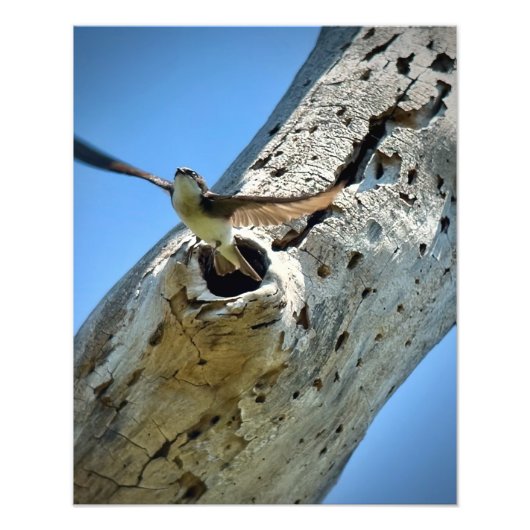 Tree Swallow Fotodruck (Vorne)