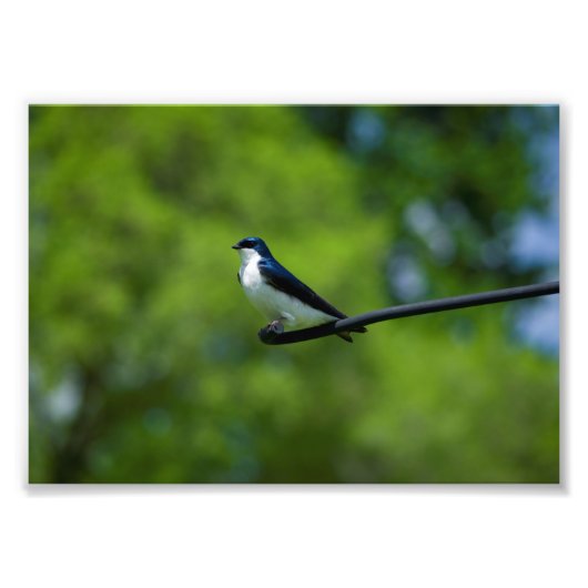 Tree Swallow Fotodruck (Vorne)