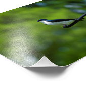 Tree Swallow Fotodruck (Ecke)