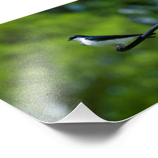 Tree Swallow Fotodruck (Ecke)