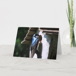 Tree Swallow Karte