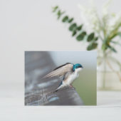Tree Swallow Postkarte (Stehend Vorderseite)