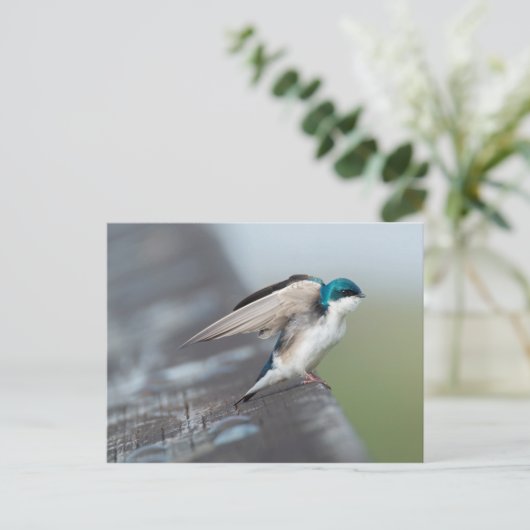Tree Swallow Postkarte (Stehend Vorderseite)