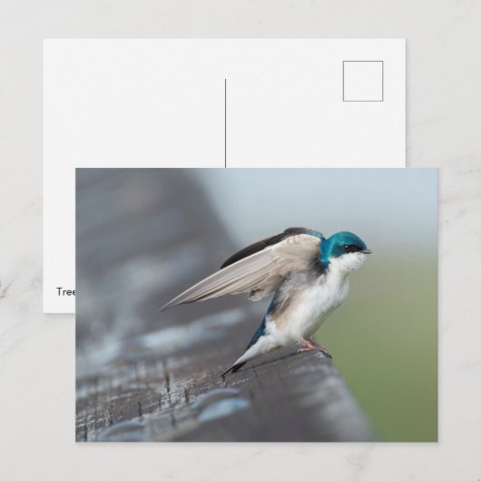 Tree Swallow Postkarte (Vorne/Hinten)