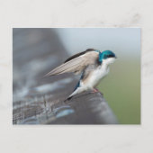 Tree Swallow Postkarte (Vorderseite)