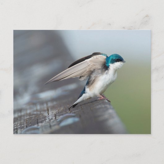 Tree Swallow Postkarte (Vorderseite)