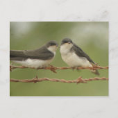 Tree Swallows Postcard Postkarte (Vorderseite)