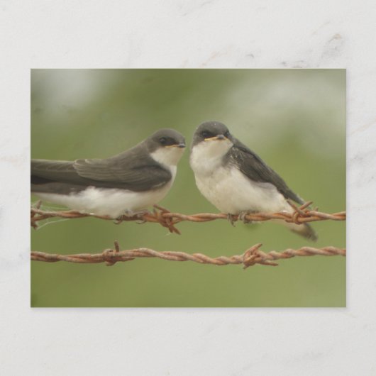 Tree Swallows Postcard Postkarte (Vorderseite)