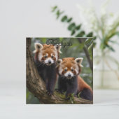 "Tree-top-Explorers: Baby Red Pandas mit Blick auf Dankeskarte (Stehend Vorderseite)
